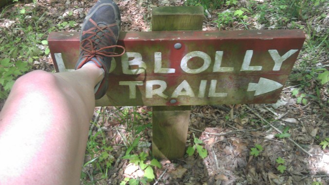 Loblolly Trail at Umstead State Park