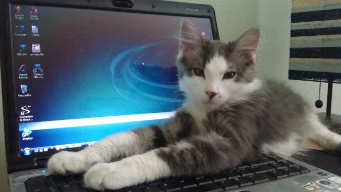 I freaking love this cat.  Prepare yourself for many more Harry pictures in the blog.