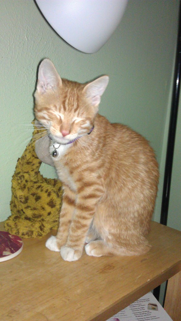 We rescued our second cat in March - meet Lloyd!