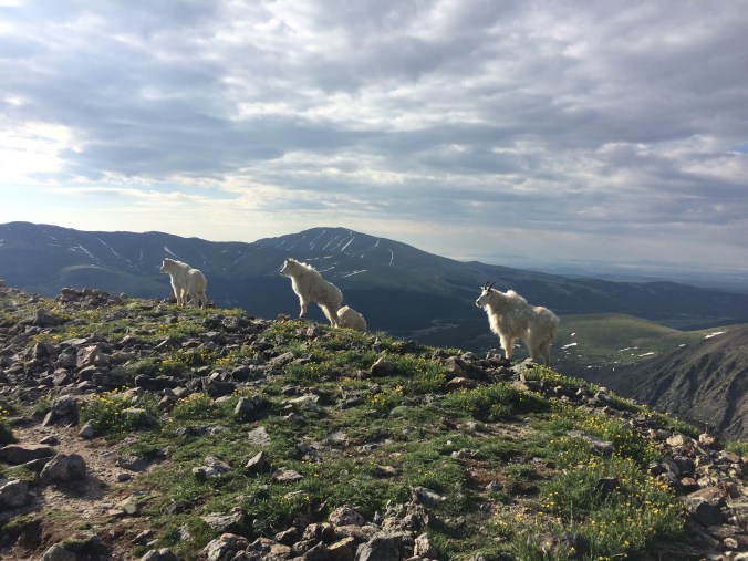 Mountain Goats!