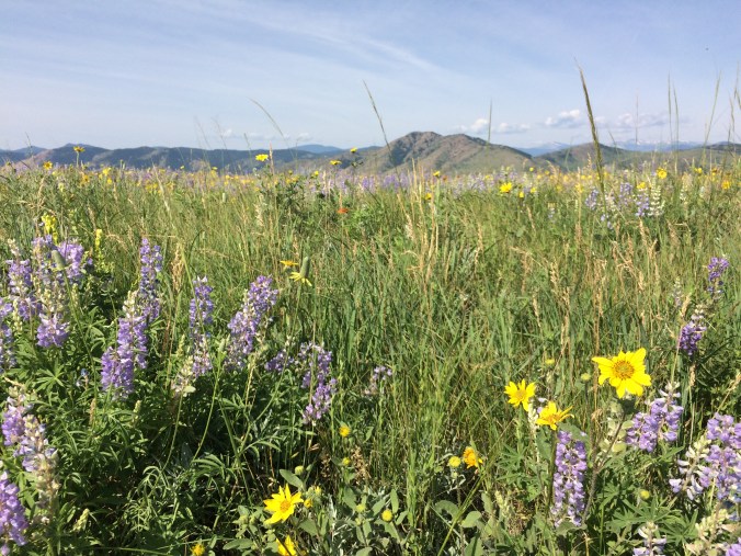 Stop and smell the wildflowers on Green Mountain